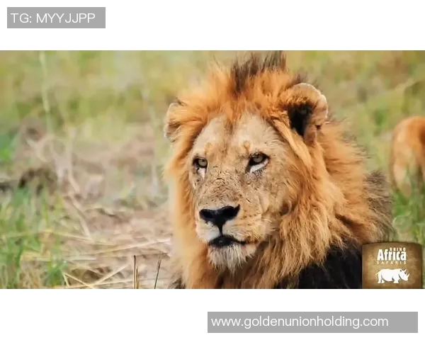 狮子图案足球明星的传奇之路与辉煌成就探秘